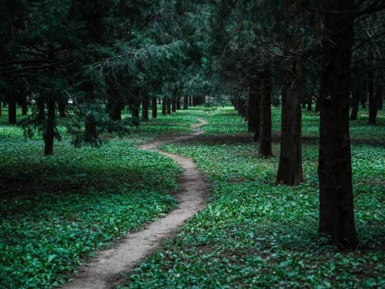 Blog Post [ELM#1134] A Reliable Path to Multilingual Learner Success